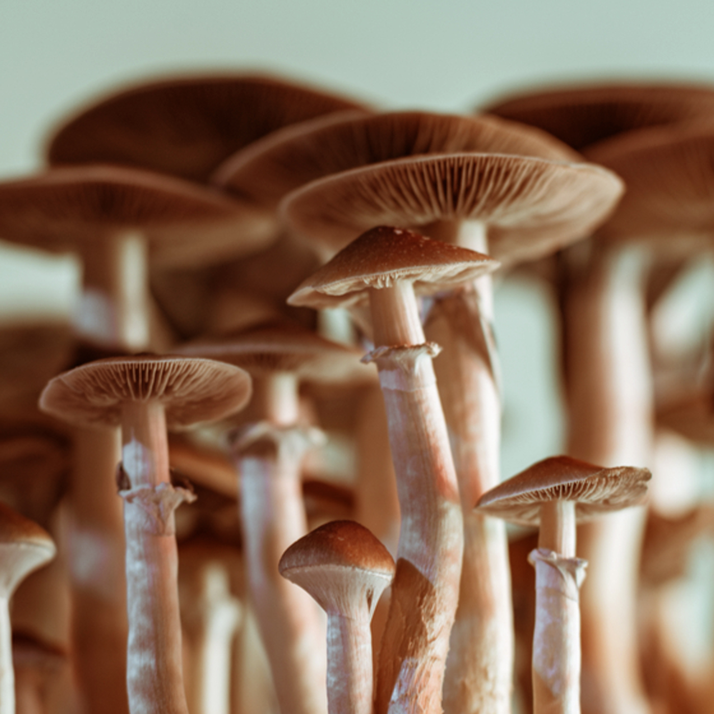 Mushrooms