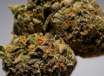Lindsay OG