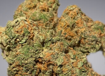 Animal Cookies